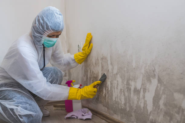 Best Attic Mold Removal  in Greenbriar, VA