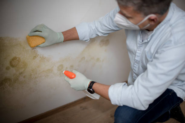 Best Mold Cleaning Services  in Greenbriar, VA