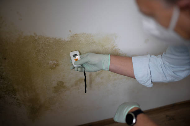 Home Mold Removal in Greenbriar, VA