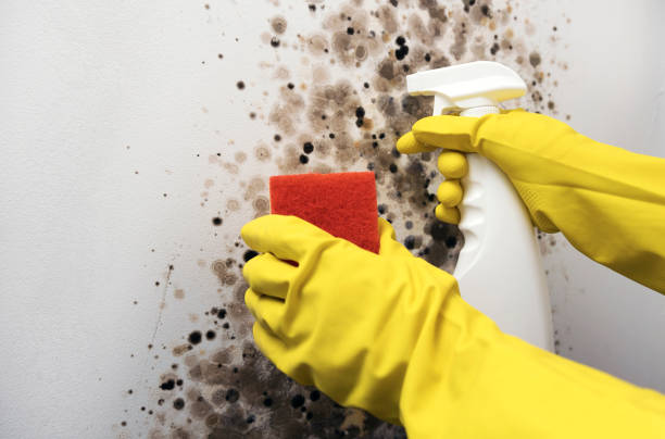 Best Local Mold Removal Service  in Greenbriar, VA