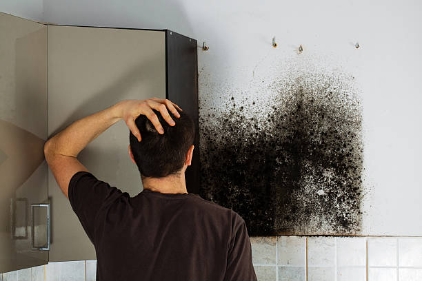 Best Office Mold Removal Services  in Greenbriar, VA