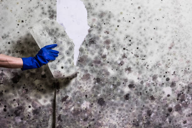 Best Fast Mold Removal  in Greenbriar, VA