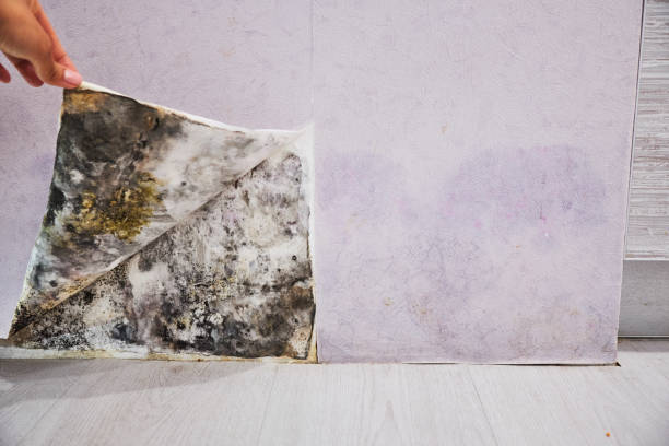 Best Mold Removal Near Me  in Greenbriar, VA